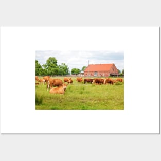 A herd of brown simmental cows grazing on a green pasture Posters and Art